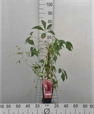 Obrázok produktu pre Parthenocissus quinq. 'Engelmannii' - brečtan virginský 50-60 cm | črepník