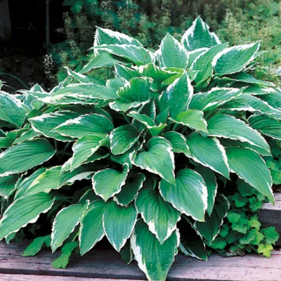 Immagine prodotto di Hosta Funkia da giardino Crispula 1 pz. Piantina Piantine di Hosta Funkie