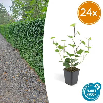 Zdjęcie produktu dla Hedera Hibernica | 24 sztuki - 10-25cm - Ø9cm - Roślina ogrodowa