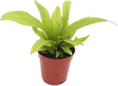 Obrázok produktu pre Mini rastlina Asplenium antiquum Hniezdna papra? Ideálna do malých misiek a pohárov Detská rastlina v 5,5cm kvetiná?i