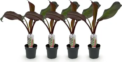 Image de Green boutiQ - Plante fruitière - Bananiers - Ensete ventricosum Maurelli - Résistante au froid - 4 plants - Pot de 12 cm - Hauteur 30 cm