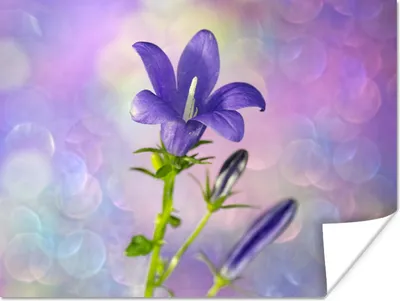 Produktbild von MuchoWow® Poster Eine violette Sternhyazinthe 40x30 cm - Plakate für die Wände - Poster Wohnzimmer