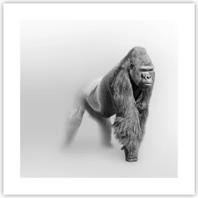Produktbild von Poster - Poster ohne Rahmen - Orang-Utan Tier - 40x40 cm - Wand Bild - Wanddeko - Wandbilder - Kunstposter - Wandposter - Bilder - Kunstdruck - Wanddekoration - Wandbild - P2XAC40x40-4105