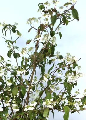 Produktbild von Japanischer Etagen - Schneeball 'Viburnum plicatum Mariesii' 30 - 40 cm