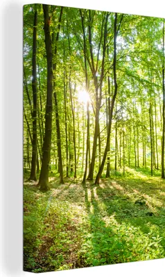 Produktbild von MuchoWow® - Leinwandbilder - Natur - Bäume - Wald - Grün - Sonnenlicht, Wandbild, Wanddeko Bilder Wohnzimmer, 20x30 cm