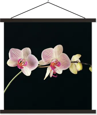 Produktbild von MuchoWow® Textilposter Orchidee - Blumen - Schwarz - Rosa - Knöpfe 60x60 cm mit schwarzem Rahmen - Posteraufhänger