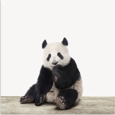 Produktbild von MuchoWow® Poster Panda - Tiere - Jungen - Mädchen - Pandabär 50x50 cm - Wohnzimmerdekoration