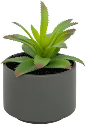 Produktbild von Fettpflanze im topf h13  - Atmosphera créateur d'intérieur