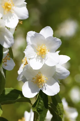 Produktbild von Philadelphus 'Erectus', Pfeifenstrauch, weiß, 80–100 cm