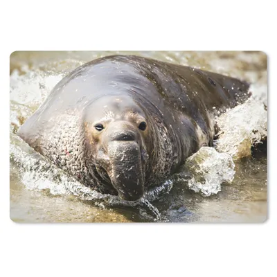 Produktbild von MuchoWow® Mauspad Mousepad Tiere - Wasser - Strand 27x18 cm - Mousepads - Maus Mat - Pad - Mausunterlage - Büroartikel - Desk Matten