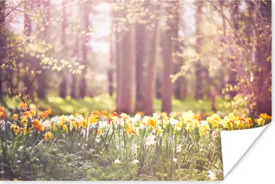 Produktbild von MuchoWow® Poster Frühling - Narzissen - Bäume 120x80 cm - Bilder