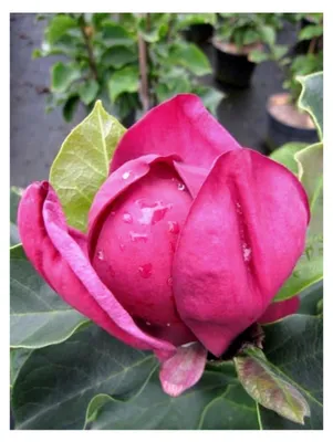 Produktbild von Magnolie Genie - Magnolia x soulangiana - Tulpenbaum - Blütengehölz - duftend - 60-80 cm