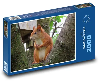Obrázek produktu pro Puzzle 2000 Veverka v lese - martinpuzzle