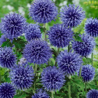 Produktbild von 6 x Banater Kugeldistel Blue Globe - Echinops bannaticus 'Blue Globe'  | Topf 9cm x 9cm
