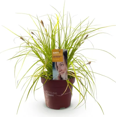 Image de Graminée ornementale Carex oshimensis Everillo Jaune vif, à feuilles persistantes et résistante au froid