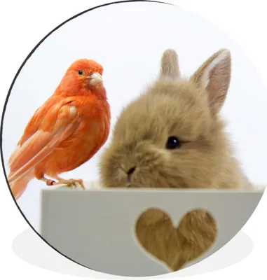 Produktbild von MuchoWow® Aluminium Wandkreis Tiere - Kaninchen - Vogel Ø 90 cm Wanddeko Modern Wohnzimmer - Mauerkreis - Wandbilder - Runde Bild - Bild aus Aluminium - Schlafzimmer - Wohnzimmerdekoration - Wand Dekoration