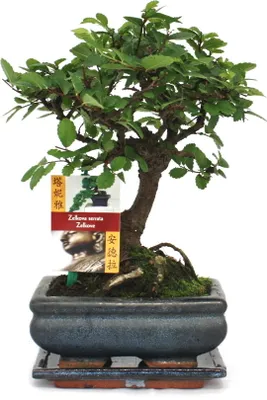 Zdjęcie produktu dla Bonsai wiaz chinski - Ulmus parviflora - ok. 6 lat - ksztalt kulisty
