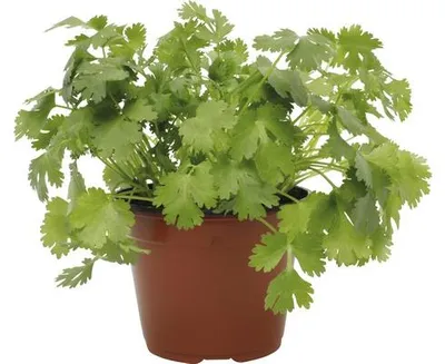 Obrázek produktu pro Petržel FloraSelf Petroselinum crispum 'Di Napoli' květináč Ø 12 cm