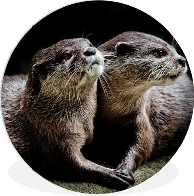 Produktbild von MuchoWow® Rundes Wandbild - Runde Bilder Otter halten sich gegenseitig Ø 60 cm Kreis Wanddekoration Kunststoff - Wandkreis - Wandschmuck - Wand Kreis - Das Schlafzimmer - Die Bilder - Wandmalerei - Kunst für das Haus - das Plastik