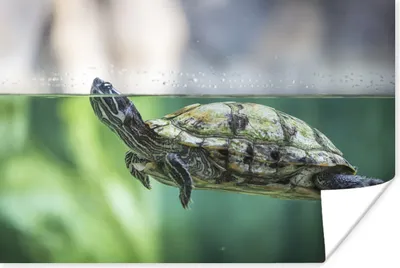 Produktbild von MuchoWow® Poster Nahaufnahme einer Schildkröte 30x20 cm - Plakate - Print