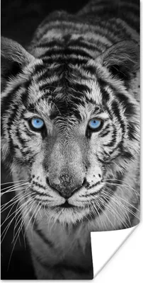 Produktbild von MuchoWow® Poster Tiere - Tiger - Schwarz und weiß - Augen - Blau 20x40 cm - Plakat - Foto