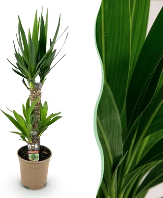 Immagine prodotto di Yucca elephantipes - Yucca - Bassa manutenzione - Verde - 65-75cm - Ø17cm - Pianta d'appartamento - Sempreverde
