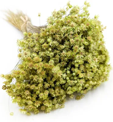 Produktbild von Glixia Getrocknete - (Glixia Marcela) - Grün
