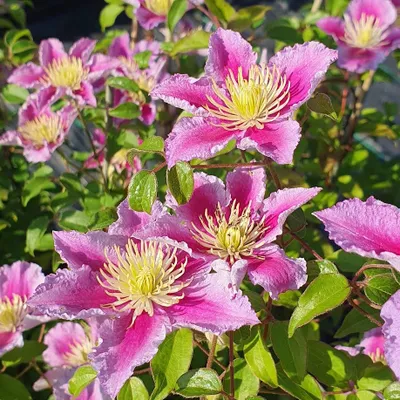 Obrázek produktu pro Clematis Piilu 2L