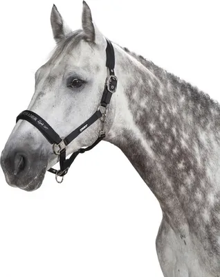 Produktbild von Eskadron Halfter mit Doppelschnalle Double Pin GLOSSY Größe - Pony2 Farbe - caviar