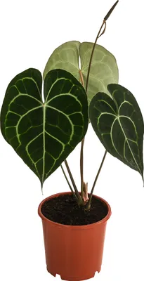 Produktbild von Dehner Herzblattblume, Anthurium clarinervium, luftreinigend, ca. 15 cm, Ø Topf 12 cm, Zimmerpflanze