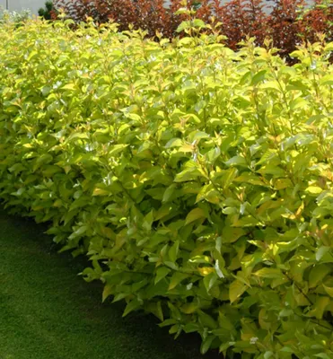 Produktbild von Tatarische Hartriegel  ´AUREA´ 30-40 cm, Cont. 1,4 l