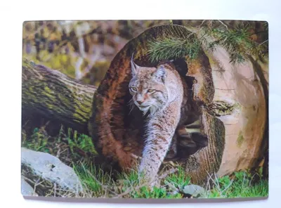 Produktbild von 3 D Ansichtskarte Luchs am Baumstamm, Luchse Postkarte Wackelkarte Hologrammkarte, Waldtier