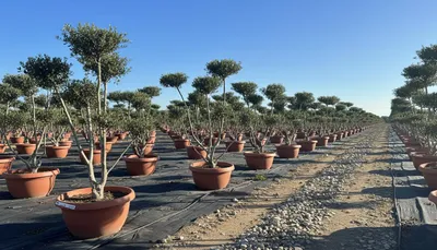 Produktbild von Olivenbaum Pom Pon Olea Europaea in Dekoschale – winterhart - 180 cm