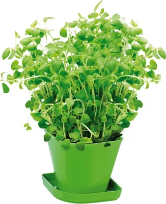 Produktbild von Tescoma Kräuteranbau-Set SENSE, Oregano