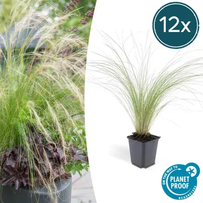 Zdjęcie produktu dla Trendyplants - Stipa tenuissima 'Ponytails' - 12 sztuk - Trawa piórkowa - Odporna - Wysokość 10-25cm - Rozmiar doniczki Ø9cm