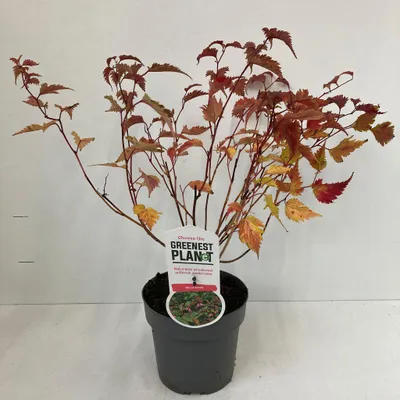 Obrázok produktu pre Neillia affinis – hroznovka | 30–40 cm v črepníku