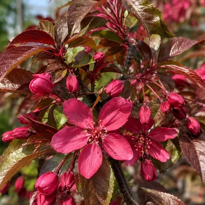 Produktbild von Malus 'Royalty', roter Zierapfel, Höhe 100 cm, 5 Liter Topf