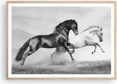 Produktbild von Gerahmtes Poster - Rahmen in heller Eiche - Pferde Tiere Galopp Wiese - 100x70 cm - Wand Bild - Wanddeko - Wandbilder - Wandposter - Bilderrahmen - Bilder - Kunstdruck - Wandbild - P2NAA100x70-2683