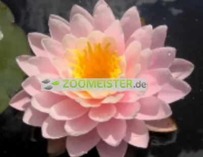 Produktbild von Seerose Ray Davies winterhart karminrosa - Rhizom, Teichpflanze