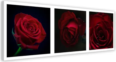 Produktbild von Leinwandbild rote rosen im set 150x50 cm Feeby rot wandbild bereit zum aufhängen