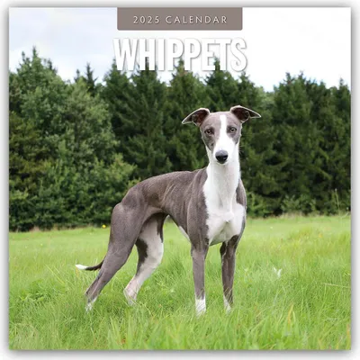 Produktbild von Whippets - Whippet - Britischer Windhund 2025 - 16-Monatskalender
