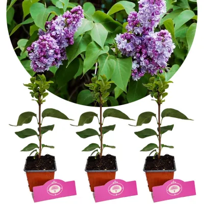 Three potted lilac plants are shown in front of a circular image of blooming lilac branches.