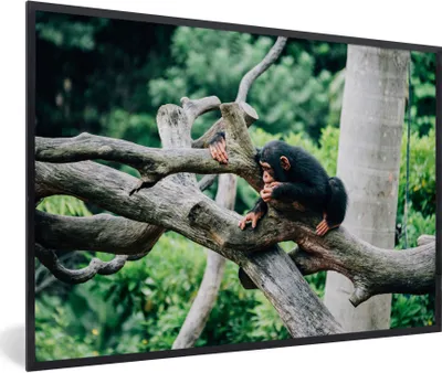 Produktbild von MuchoWow® MuchoWow® Gerahmtes Poster Junger Schimpanse im Dschungel 90x60 cm - Poster mit zchwarzem Bilderrahmen - Fotorahmen - Foto-Plakat