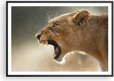 Produktbild von Gerahmtes Poster - Schwarzer Rahmen - Löwe Löwin Reißzähne - 100x70 cm - Wand Bild - Wanddeko - Wandbilder - Kunstposter - Wandposter - Bilderrahmen - Bilder - Kunstdruck - Wandbild - P2BAA100x70-4137