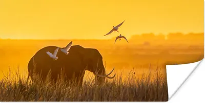 Produktbild von MuchoWow® Poster Elefant - Gras - Sonnenuntergang 40x20 cm - Poster für die Wand - Poster Schlafzimmer