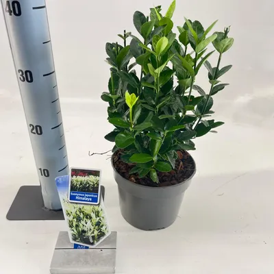 Obrázek produktu pro Euonymus jap. Himalaya ('Lankveld06'PBR)  – keř vřetenovitý | 20–25 cm v květináči