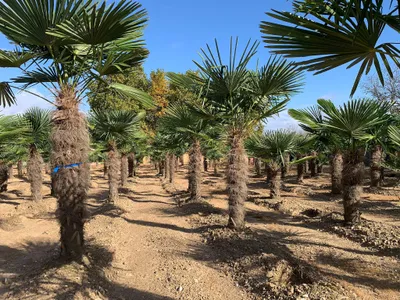 Produktbild von Palme Hanfpalme Trachycarpus Fortunei Gesamthöhe ca. 250cm - 270cm Winterhart –19 °C, Stamm ca. 130 cm, Qualität Premium