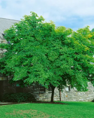 Produktbild von Cladrastis lutea, Gelbholz, 60–80 cm