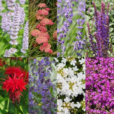Produktbild von Staudenpaket - Duftend - 8 Stauden - Für 1 m2 - Verschiedene Farben - Wenig Pflege - 20-50cm - Ø11cm - Gartenpflanze