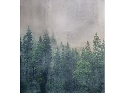 Produktbild von Fototapete - Forest Abstract 225x250cm - Vliestapete